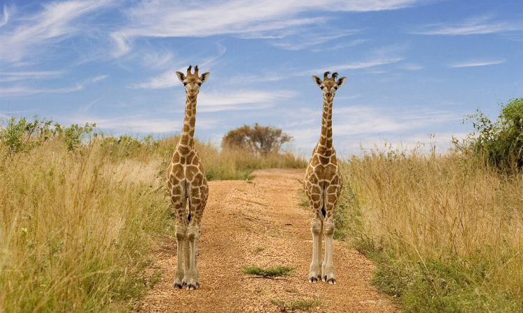 10 best tips for 6 Days safari in Rwanda 